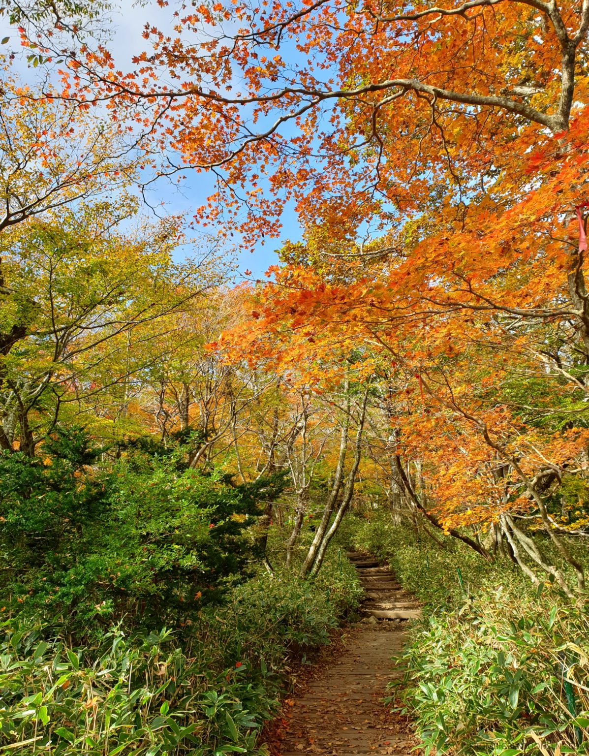 Mt Hallasan - Seongpanak Trail - From Big Ben To Onsens